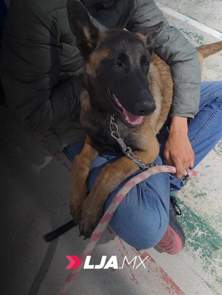 Realizarán feria de adopciones durante el Quincenario de la Virgen de la Asunción en Aguascalientes