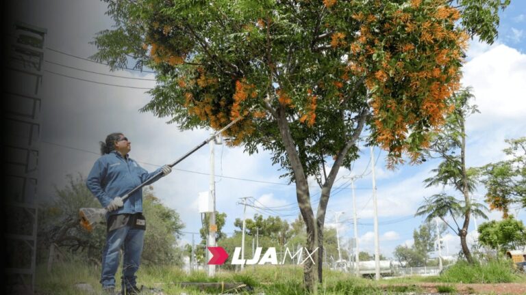 Municipio refuerza brigadas para atender plagas en árboles urbanos