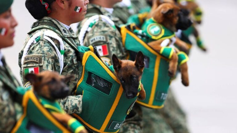 Conoce a los nuevos héroes caninos del Ejército Mexicano