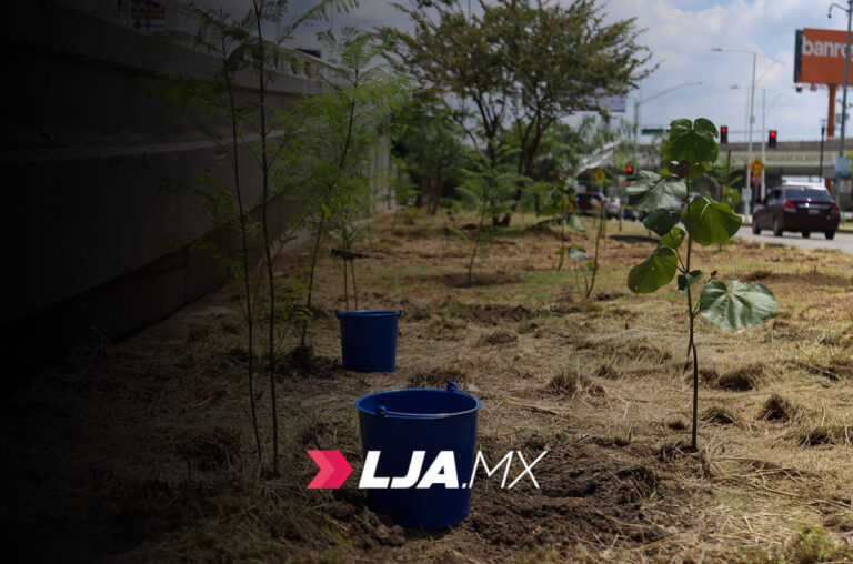 Realizan arborización en el parque del Papa en Aguascalientes