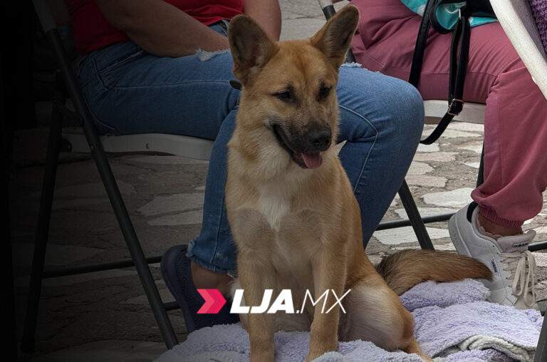 Llevarán a cabo jornadas de esterilización gratuitas caninas y felinas en Aguascalientes