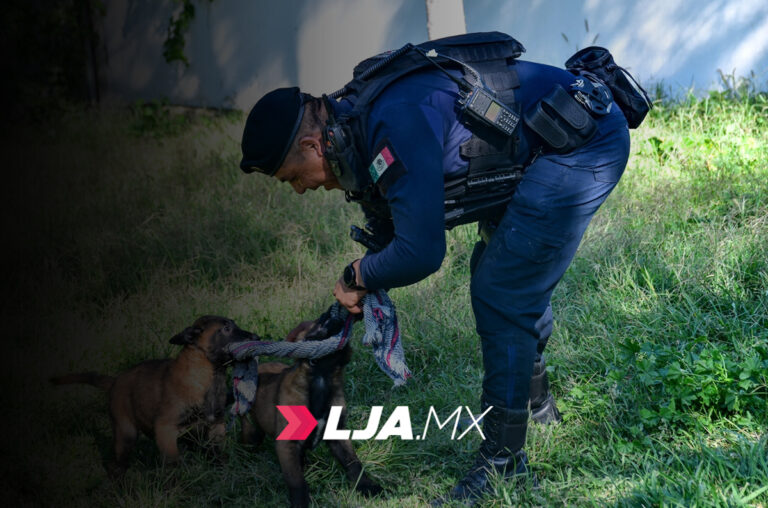 Avanza el entrenamiento de los cachorros K-9 de la Policía Municipal, Thanos y Zeus en Aguascalientes
