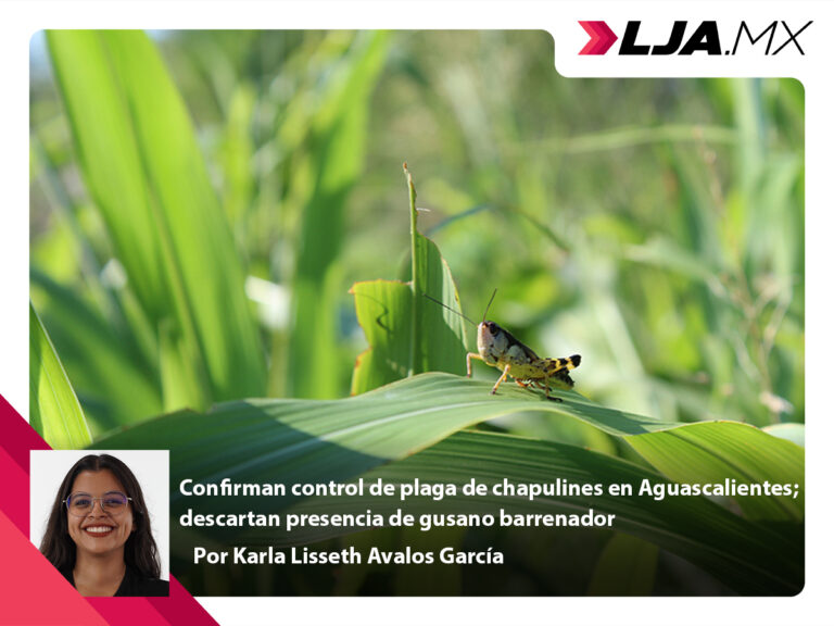 Confirman control de plaga de chapulines en Aguascalientes; descartan presencia de gusano barrenador