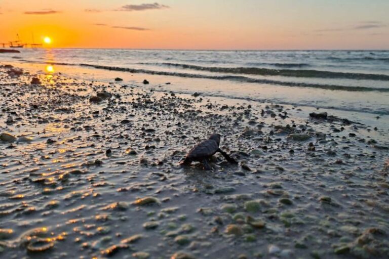 Refuerzan protección de tortugas marinas al cierre de temporada en costas de Yucatán
