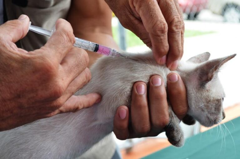 Refuerzan en Yucatán las acciones de bienestar animal y prevención sanitaria