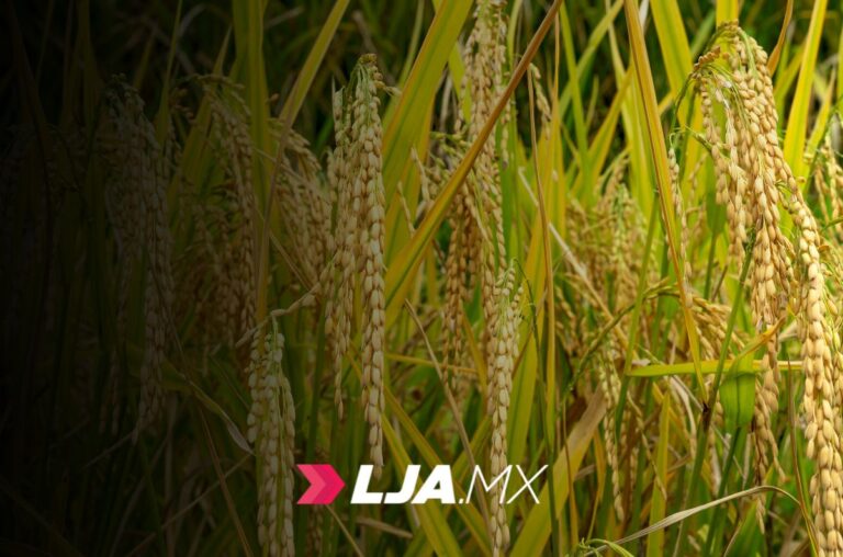 Aseguran el pago de 6,050 pesos por tonelada de maíz blanco