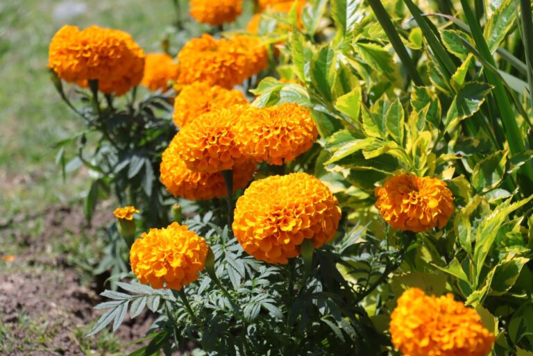 Distribuyen más de 6 mil cempasúchiles para embellecer espacios públicos en Aguascalientes