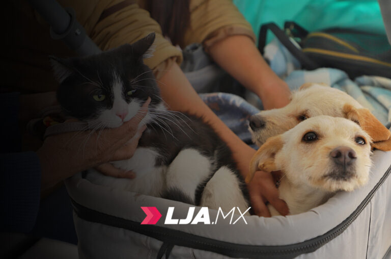 Gobierno de Jesús María ofrece servicio veterinario accesible para el cuidado de las mascotas