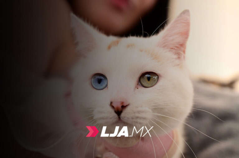 Del 19 al 25 de octubre, será la Semana de Vacunación Antirrábica Canina y Felina