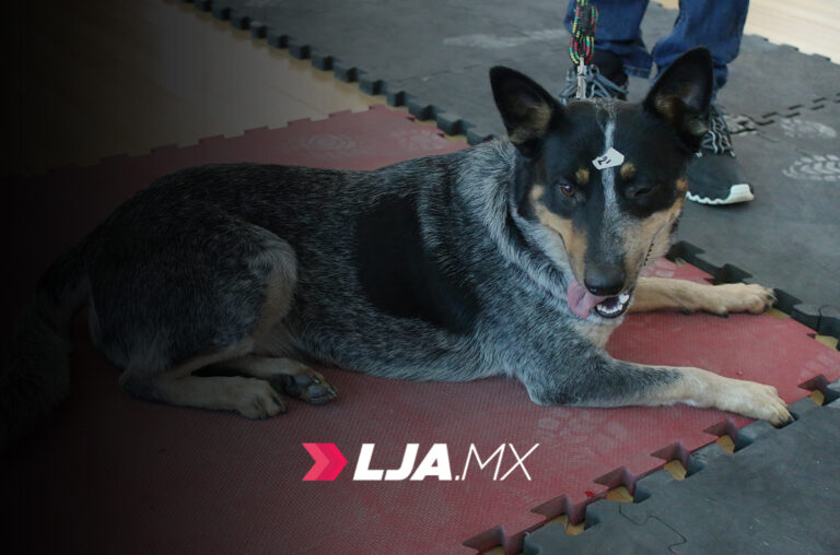 Servicios veterinarios gratuitos este viernes en La Congoja, San José de Gracia, Aguascalientes