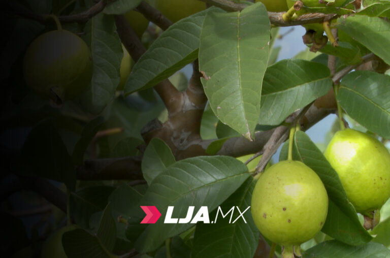 Guayaba de Calvillo: UAA contribuye para la obtención de la “Indicación Geográfica” del fruto