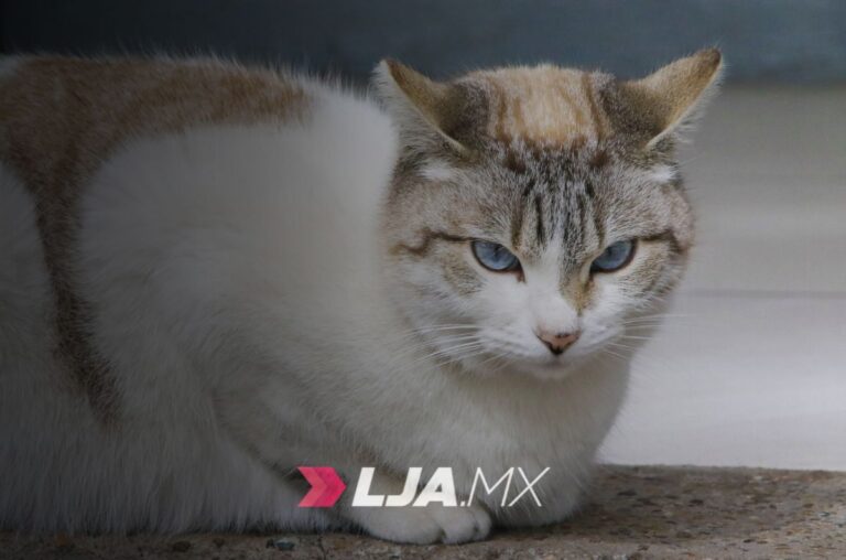 Futuros Veterinarios colaboran en Campaña de Bienestar Animal