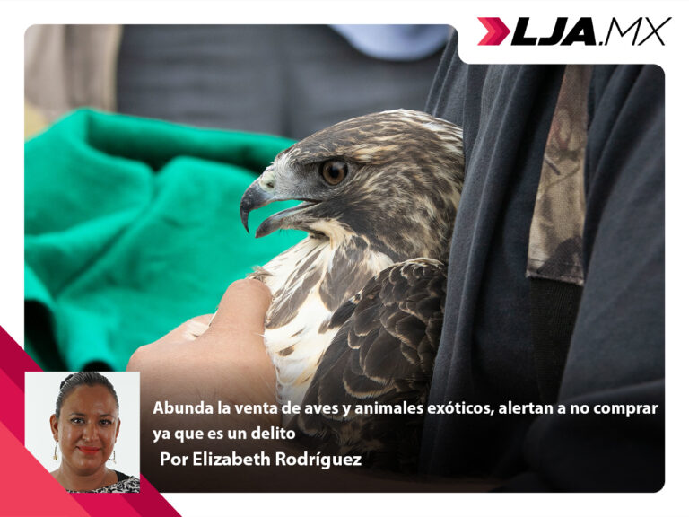 Abunda la venta de aves y animales exóticos, alertan a no comprar ya que es un delito