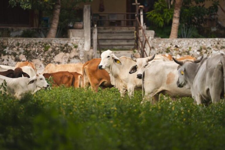 Yucatán se mantienen en guardia ante el gusano barrenador