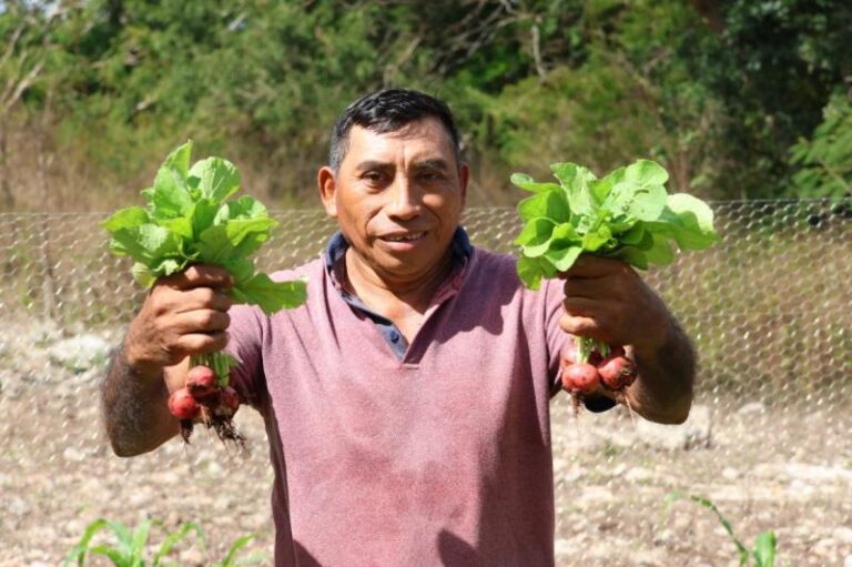 Productores rurales de Yucatán ya cosechan frutos del programa de Huertos de Traspatio para el Bienestar