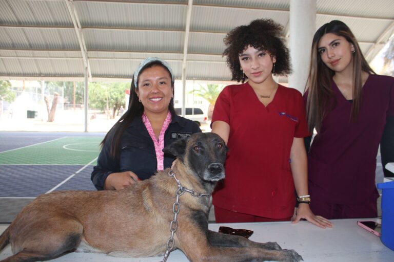 Nuevas jornadas de esterilización caninas y felinas en Aguascalientes
