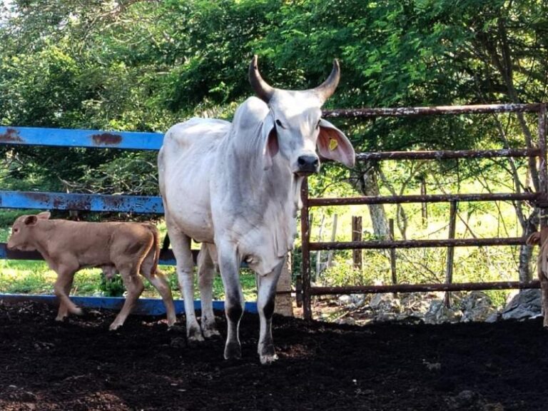 Continúan acciones para el control del gusano barrenador en Yucatán