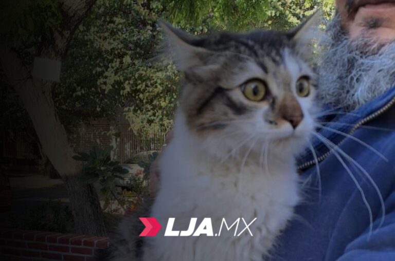 Llevarán jornadas de esterilización canina y felina a varios fraccionamientos en Aguascalientes