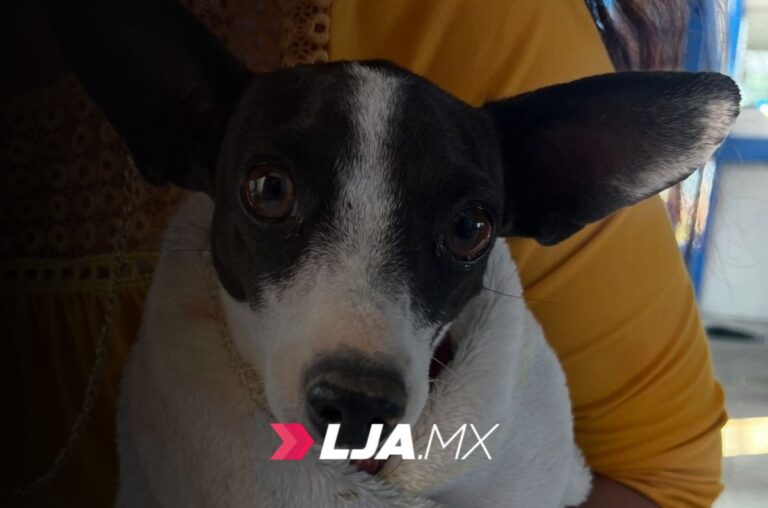 Anuncian esterilizaciones gratuitas en el quirófano veterinario móvil en Aguascalientes