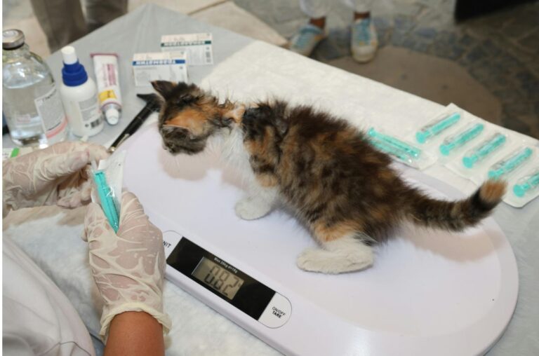 Aguascalientes se suma a la Semana Nacional de Vacunación Antirrábica Canina y Felina 2025.