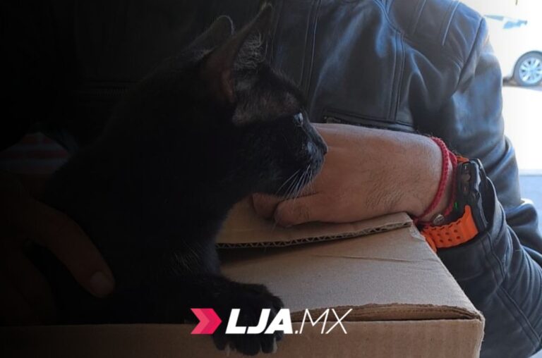 ISSEA anuncia nuevas jornadas de esterilización caninas y felinas en Aguascalientes