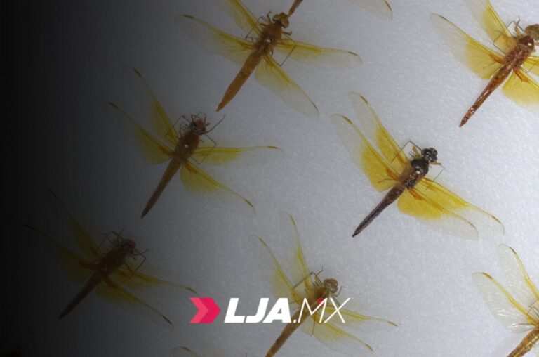 UAA revela la asombrosa diversidad de libélulas, herederas de un linaje prehistórico y maestras de la evolución