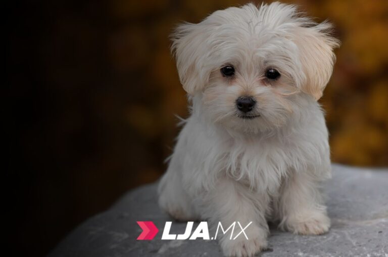 Realiza Alma Hilda Medina aporte sustancial a la salud pública y protección animal en Aguascalientes