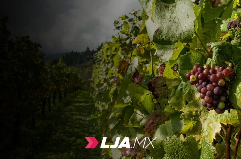 Explora la Ruta del Vino en Aguascalientes