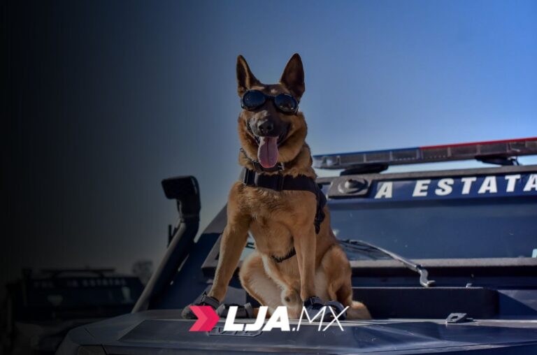 ¿Ya conoces a la policía del Grupo K9 en Aguascalientes?