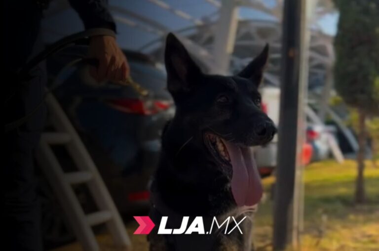 Aguascalientes rinde homenaje a cinco héroes K9 en su retiro