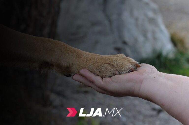 Municipio llevará el Quirófano Veterinario a Los Parga y a la Delegación Ojocaliente en Aguascalientes