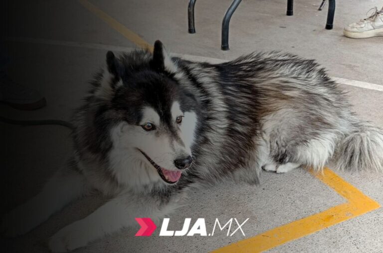 Más de 600 Mascotas en San Francisco de los Romo en Aguascalientes