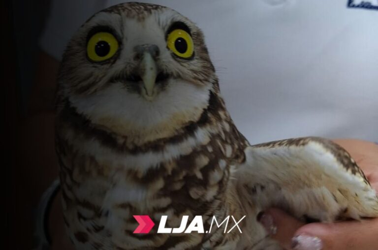 Protección de fauna y acciones rápidas de rescate — Aguascalientes