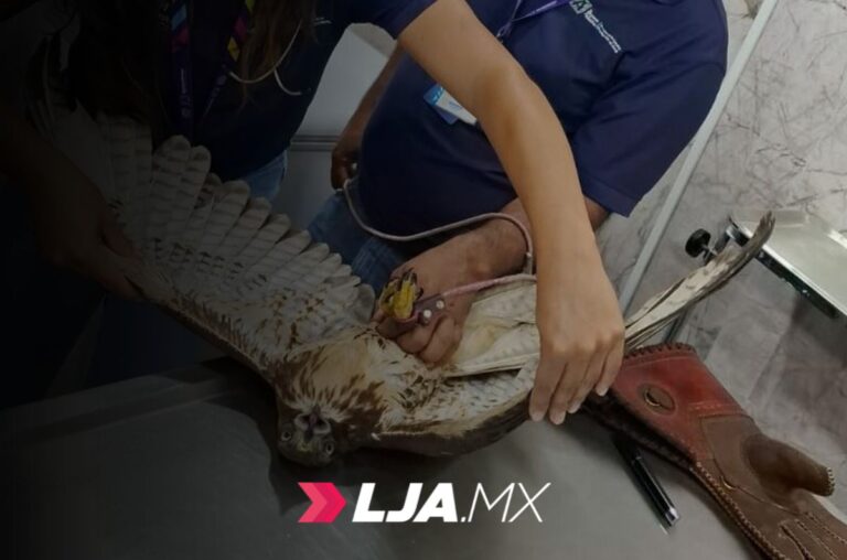 Águila de cola roja es rescatada y puesta a salvo en Aguascalientes