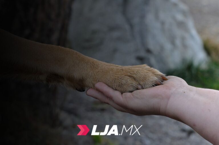 Atención Veterinaria Gratuita, San Francisco de los Romo en Aguascalientes