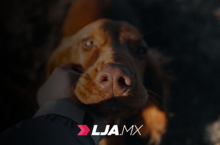 Aguascalientes impulsa jornada gratuita de servicios veterinarios en San Francisco de los Romo