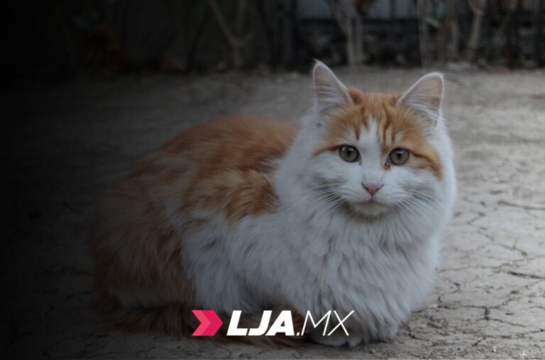 Jornada de Atención Veterinaria Gratuita en Cosío Aguascalientes