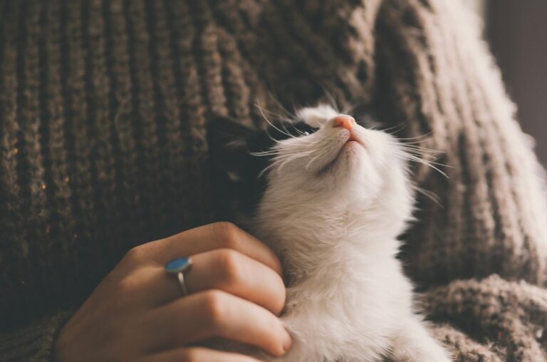 Cuidado responsable de mascotas: bienestar y compromiso en Aguascalientes