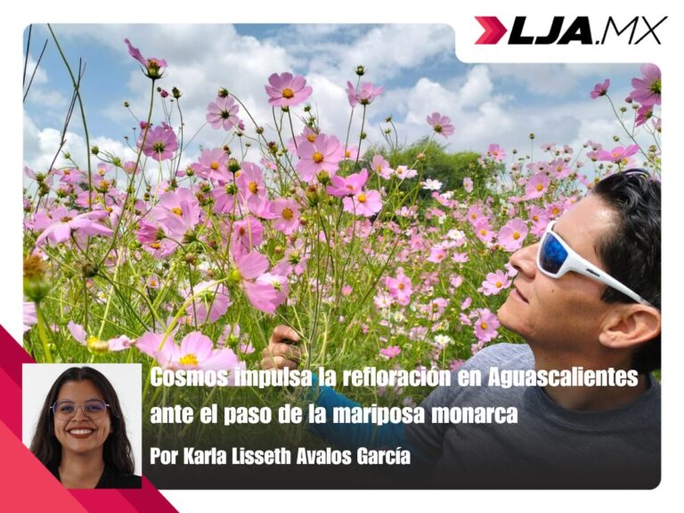 Cosmos impulsa la refloración en Aguascalientes ante el paso de la mariposa monarca