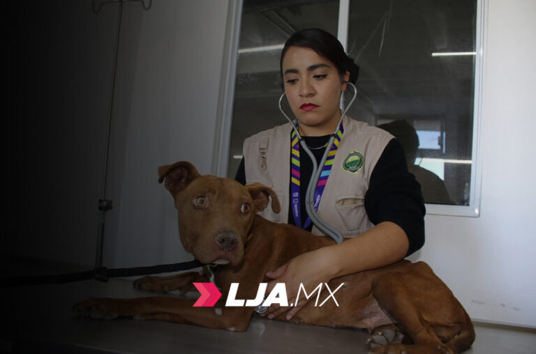 El rescate de Ramona, una historia de esperanza y amor incondicional