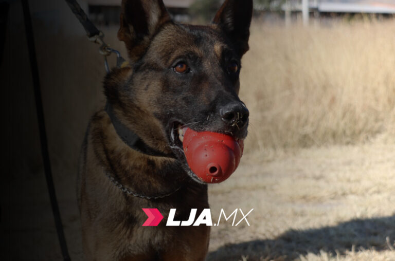 El grupo K9 de Aguascalientes