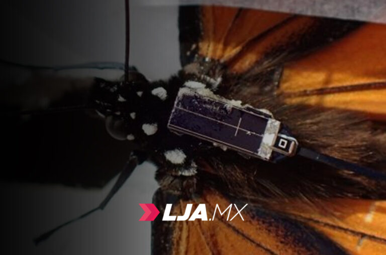 Monitoreo ciudadano de la mariposa monarca comienza a dar resultados en Aguascalientes