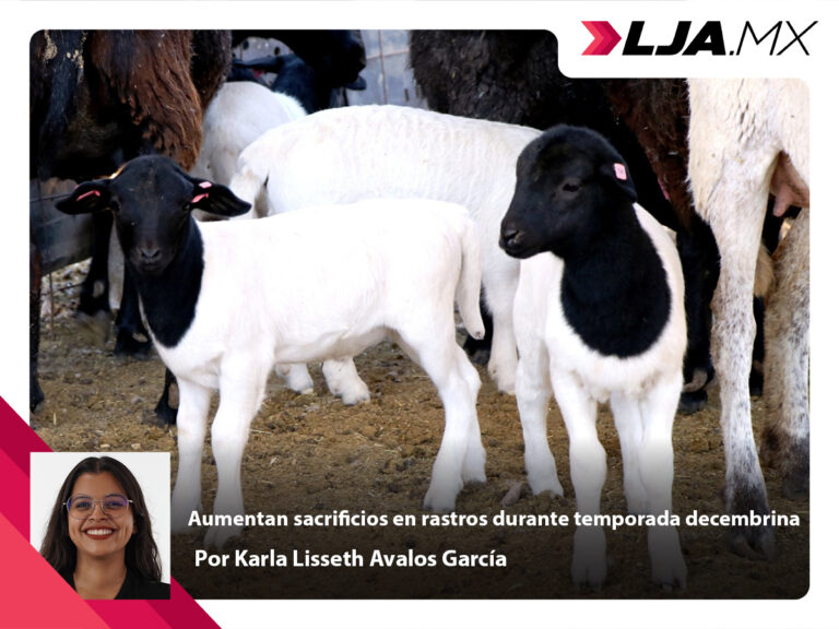 Aumentan sacrificios en rastros durante temporada decembrina en Aguascalientes