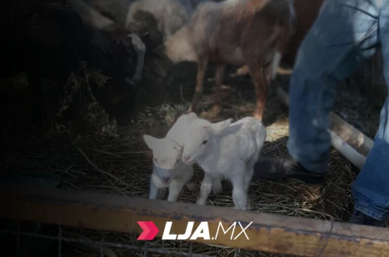 Realiza Jesús María campaña de vacunación del hato ovino