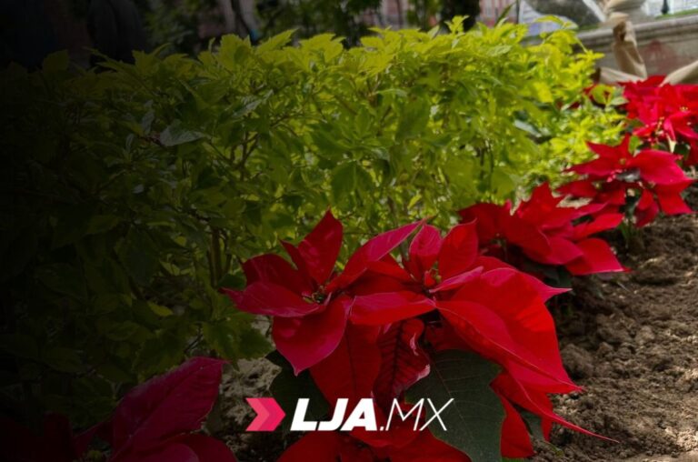 Municipio coloca flores de nochebuena en el Centro de Aguascalientes