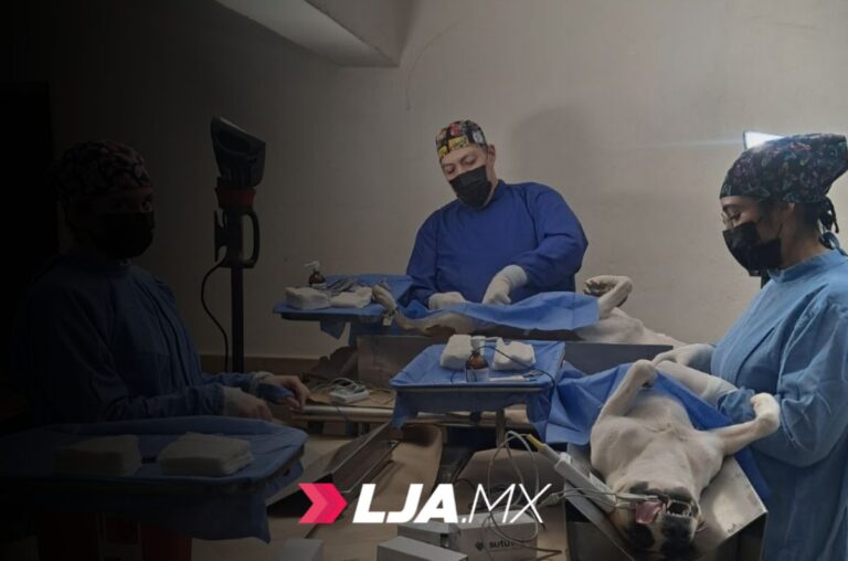 Sonora brindó más de 15 mil servicios de bienestar animal