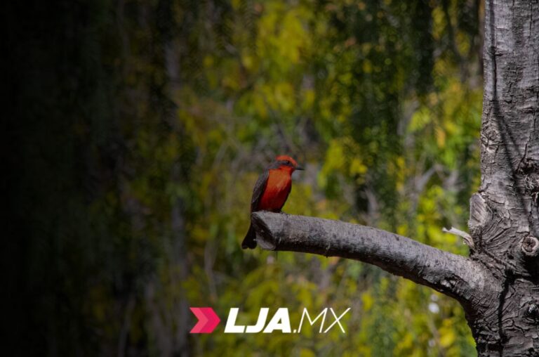 El espacio verde entre aulas: por qué las aves eligen el Jardín Botánico de la UAA