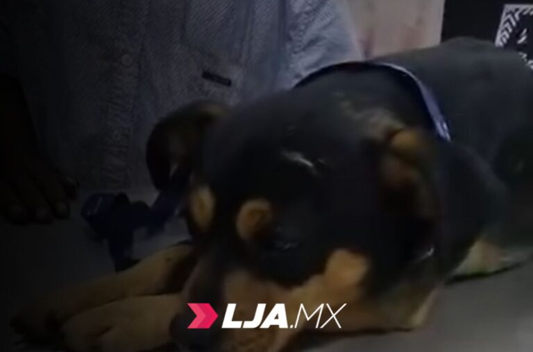 Aguascalientes fortalece la protección animal con historias que inspiran y transforman