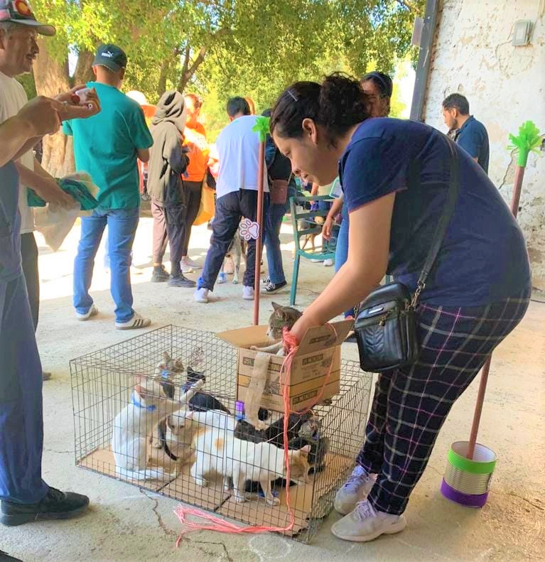 En Guanajuato, SSG anuncia campaña gratuita de esterilizaciones de perros y gatos.