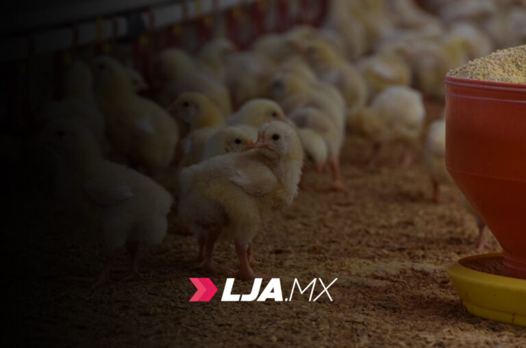 Pollo de Aguascalientes, listos para llegar a las mesas de México esta Navidad